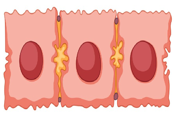 células madres - dibujo de células unas al lado de otras