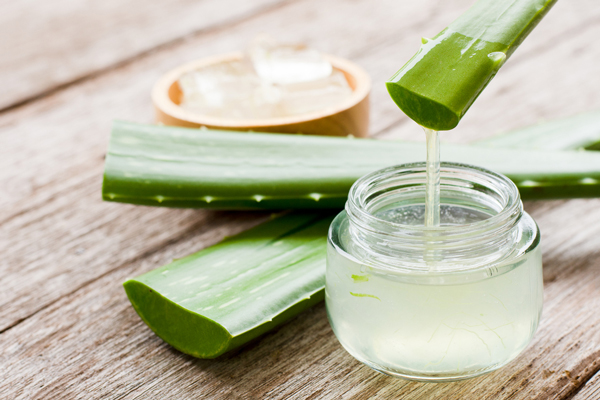Nutrición para el pelo - Tres pencas de aloe vera estratégicamente cortadas para extraer el cristal de la planta 