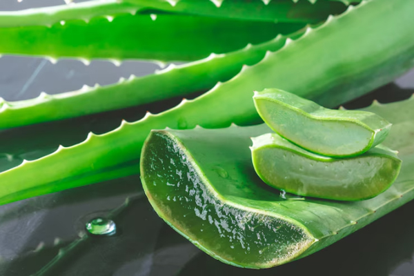 Aloe vera picado en trozos para extraer su bondoso cristal de insumo base para fortalecer el pelo 