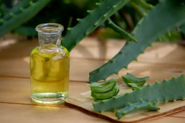 Pencas de sábila cortadas en trozos como insumos esenciales para crear una solución humectante para el cabello 