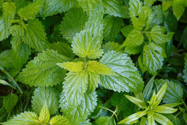 Hojas de ortiga verde como fuente de vitaminas y antioxidantes para potenciar la hipertrofia muscular