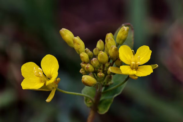 Flores amarillas del Tribulus Terrestris, también conocida como la planta de la virilidad