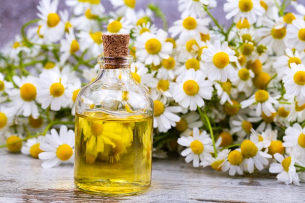 Aclarar el pelo - Botella de aceite junto a varias flores de manzanilla frescas