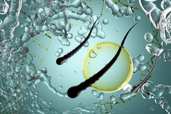 Clonación capilar - Vista microscópica del cultivo de tres folículos de alta calidad para un tratamiento capilar contra la alopecia 