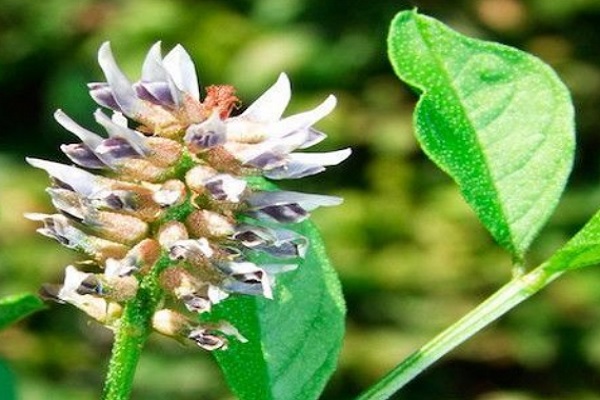 Remedios naturales para dermatitis seborreica